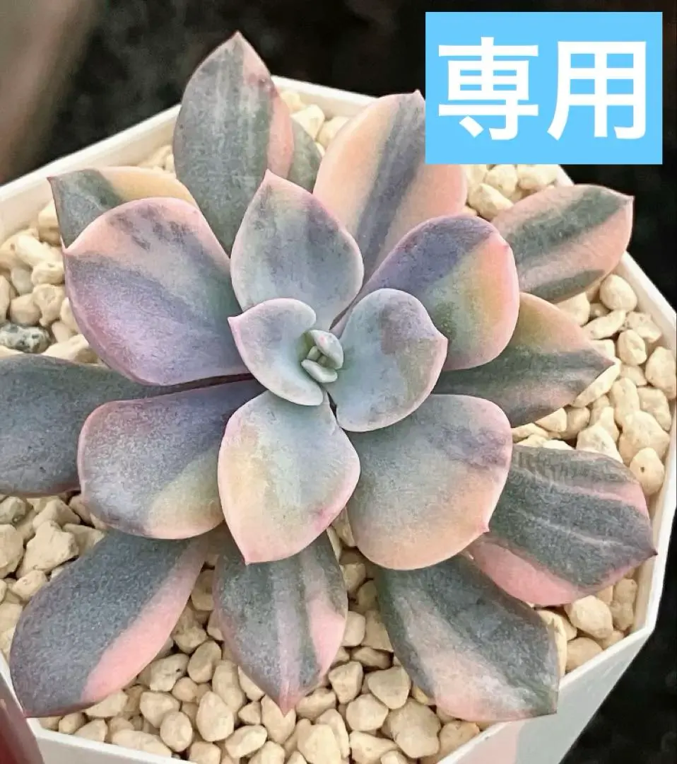 2026年最新】リラシナ錦の人気アイテム - メルカリ