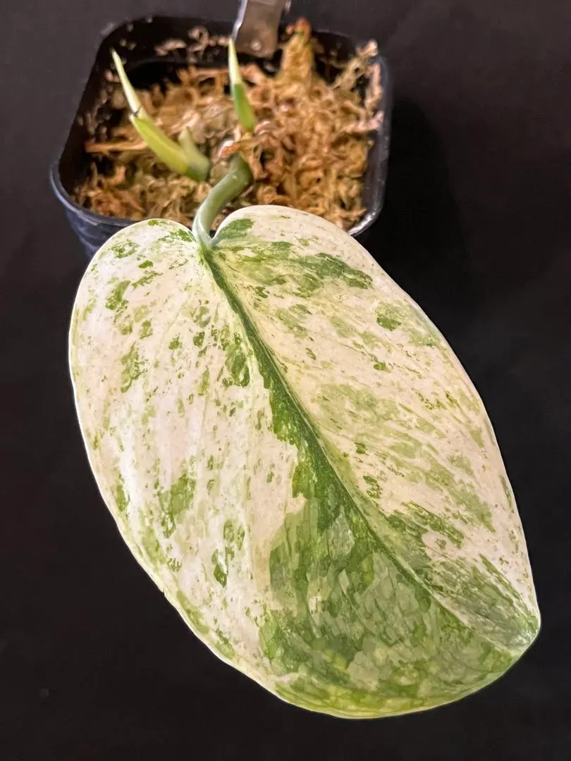 2026年最新】Scindapsus peasunの人気アイテム - メルカリ