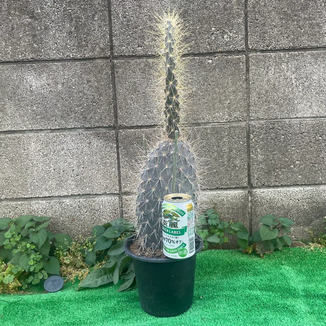 2026年最新】ガラパゴス団扇の人気アイテム - メルカリ