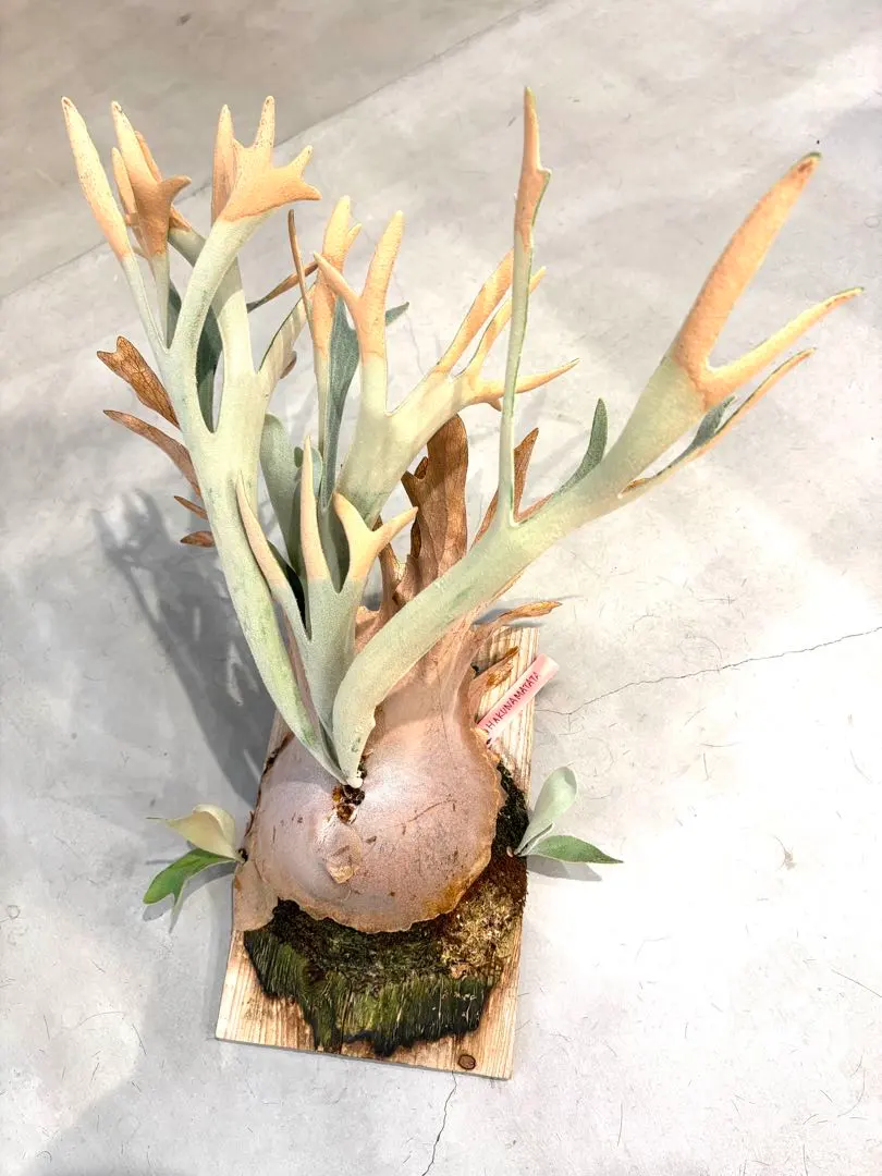 2026年最新】ビカクシダ ハクナマタタの人気アイテム - メルカリ