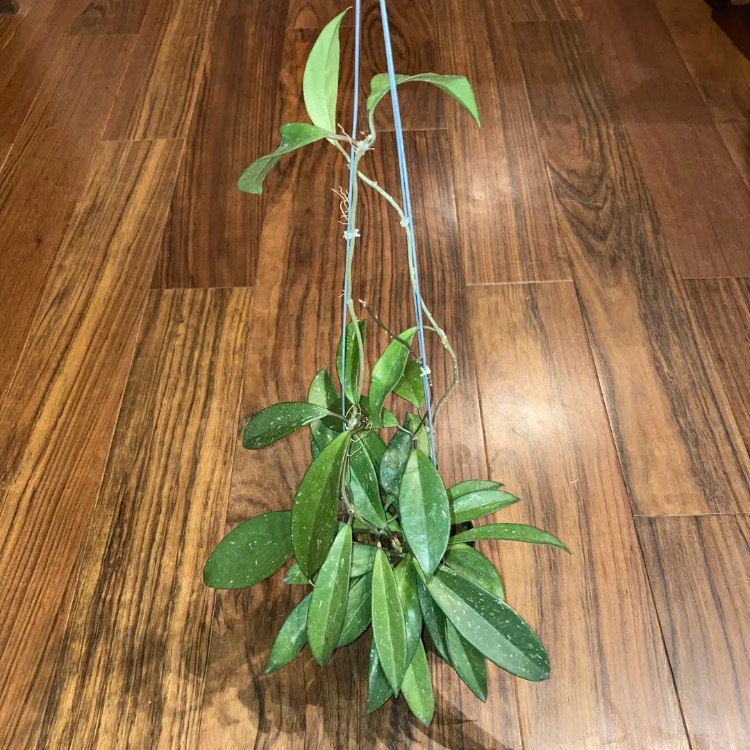 2026年最新】hoya・pubicalyxの人気アイテム - メルカリ