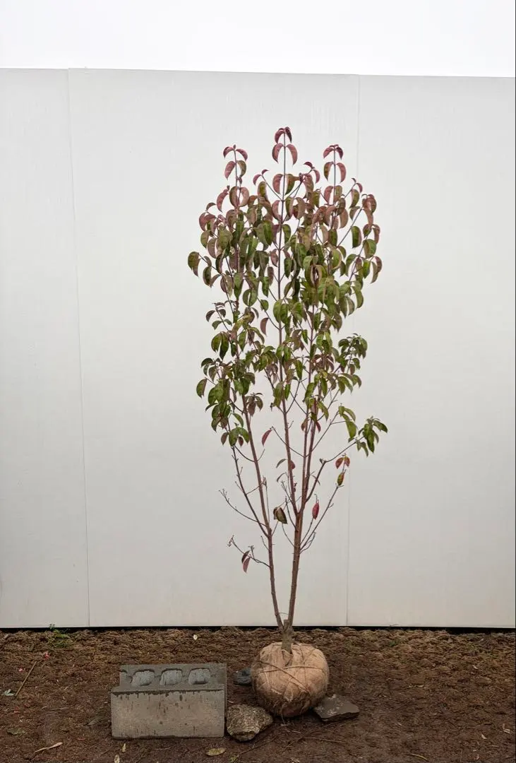 2026年最新】ヤマボウシ 株立ちの人気アイテム - メルカリ