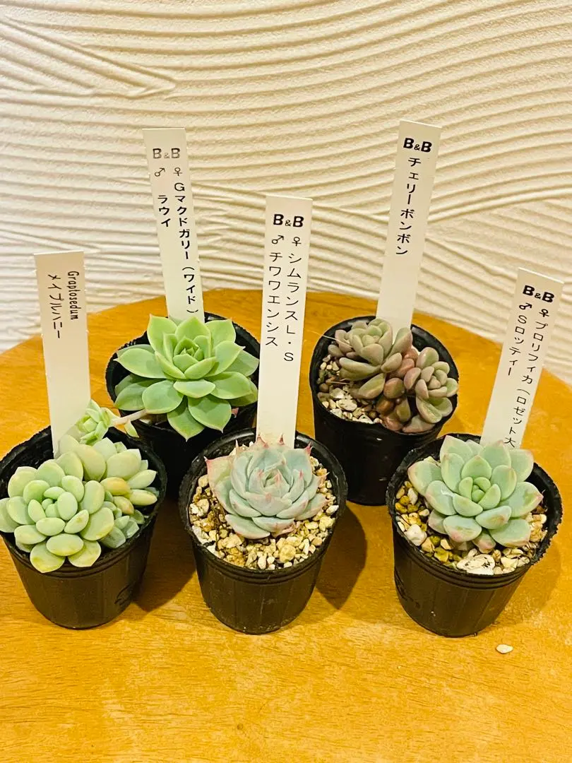 2026年最新】ぼのぼのさん交配の人気アイテム - メルカリ