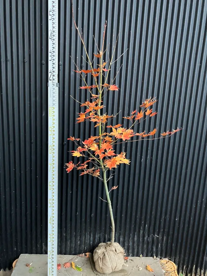 2026年最新】コハウチワカエデ 山採りの人気アイテム - メルカリ