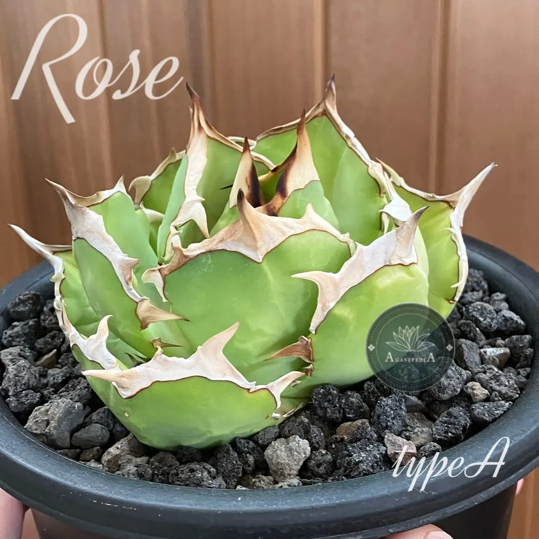 2026年最新】イランREZA産ローズの人気アイテム - メルカリ