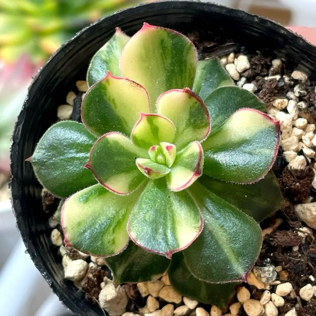 2026年最新】ジョアンダニエル 多肉の人気アイテム - メルカリ