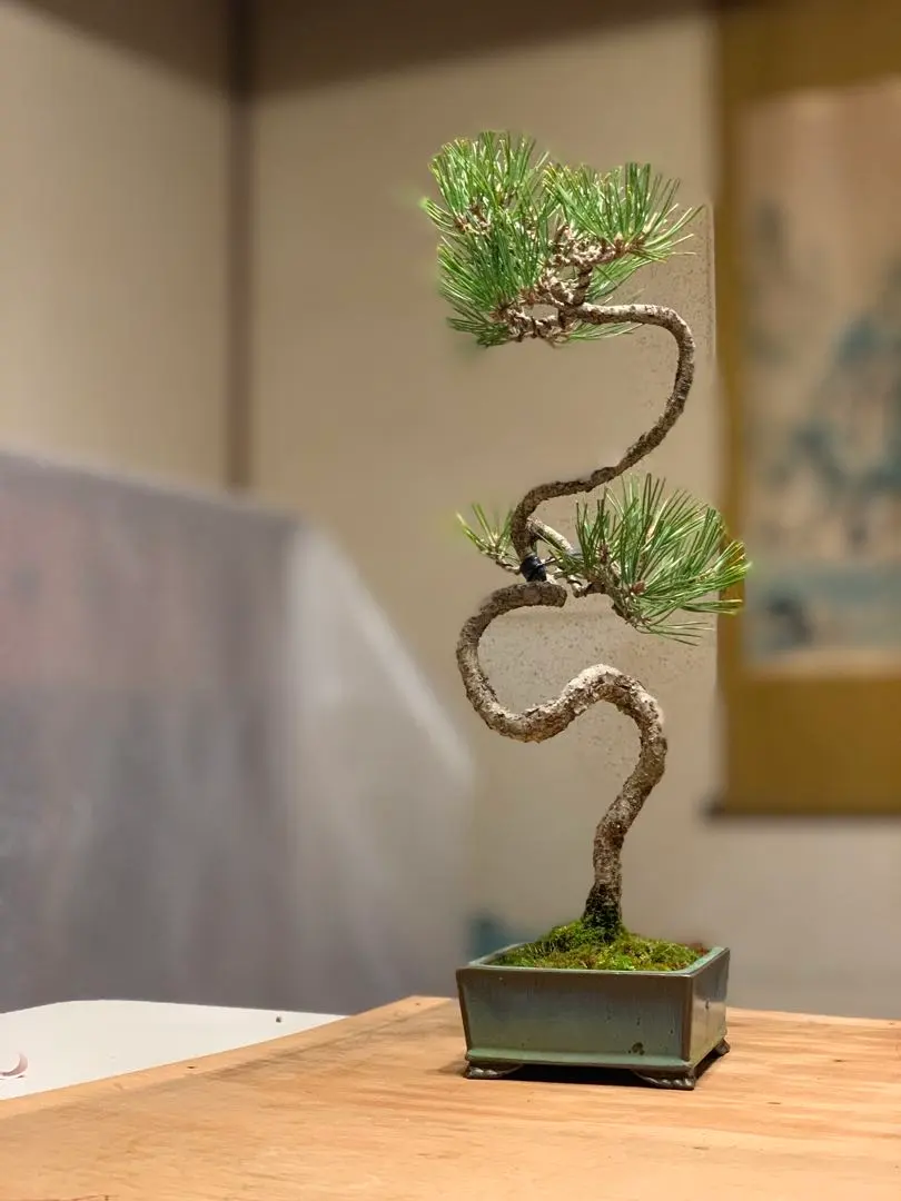 2026年最新】真柏 文人の人気アイテム - メルカリ