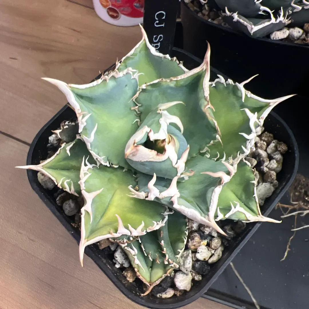 2026年最新】ホワイトホーク アガベの人気アイテム - メルカリ