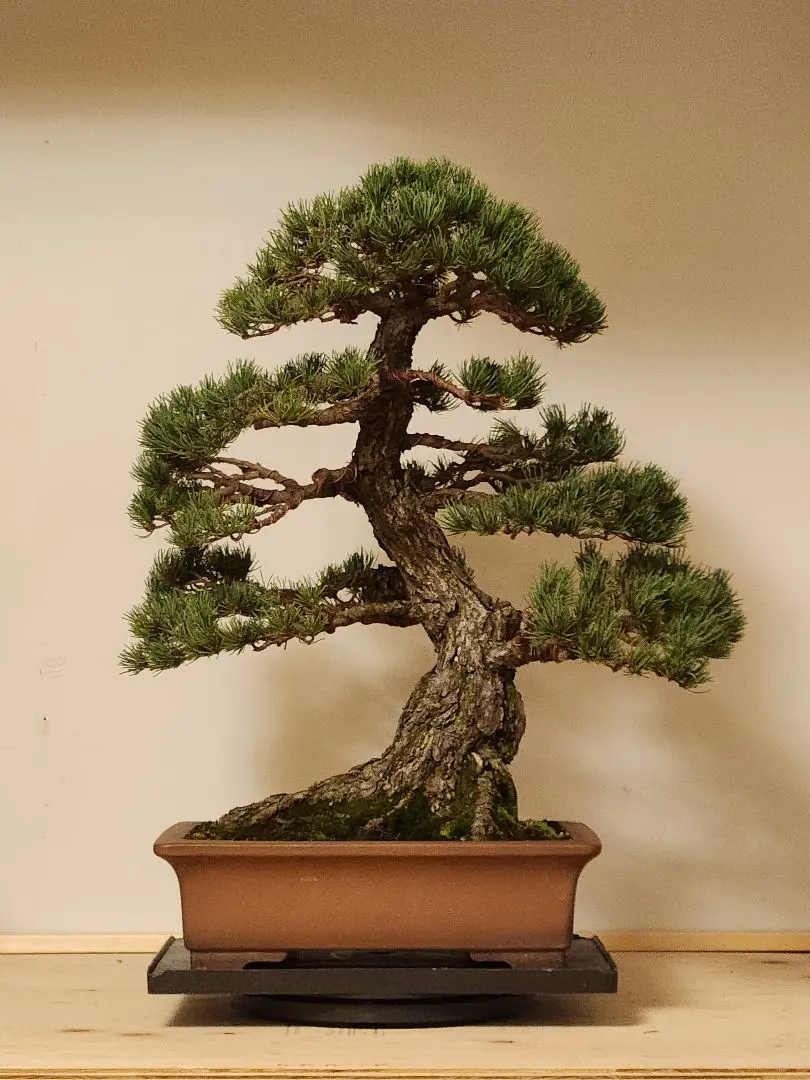 2026年最新】真柏 大品の人気アイテム - メルカリ