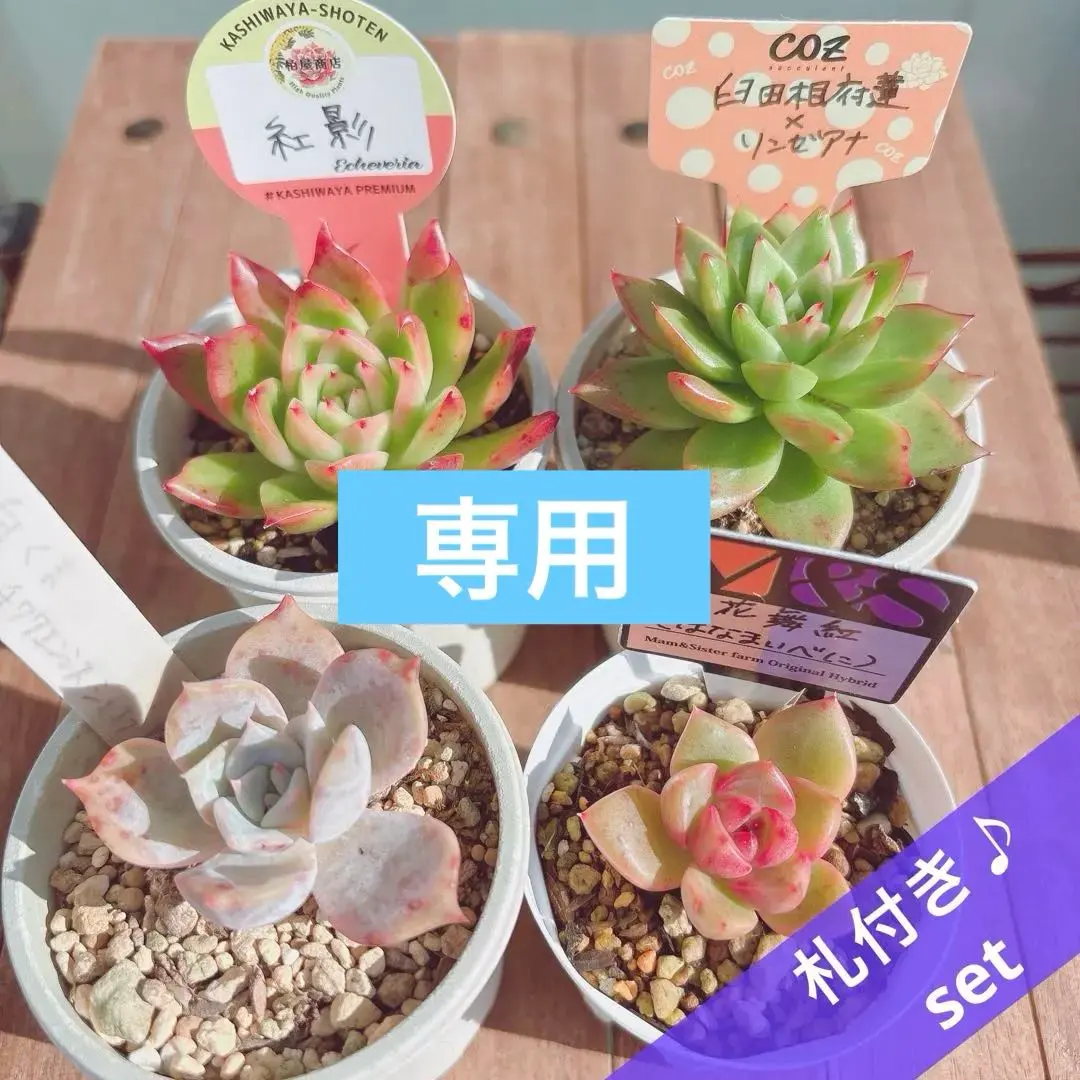 2026年最新】coz苗の人気アイテム - メルカリ