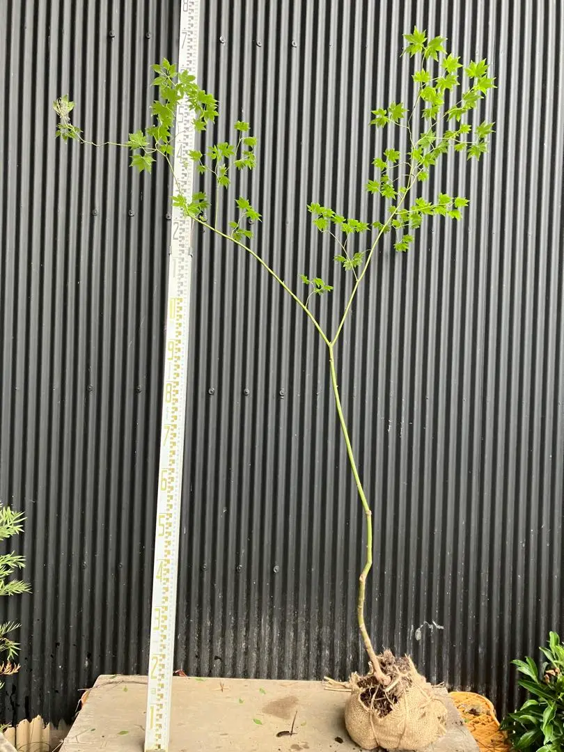 2026年最新】コハウチワカエデ 山採りの人気アイテム - メルカリ