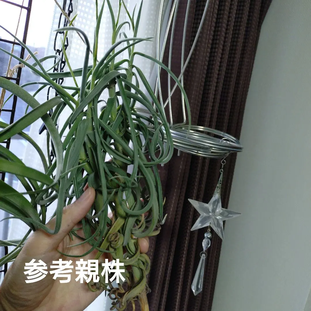 2026年最新】チランジア ドゥラティの人気アイテム - メルカリ