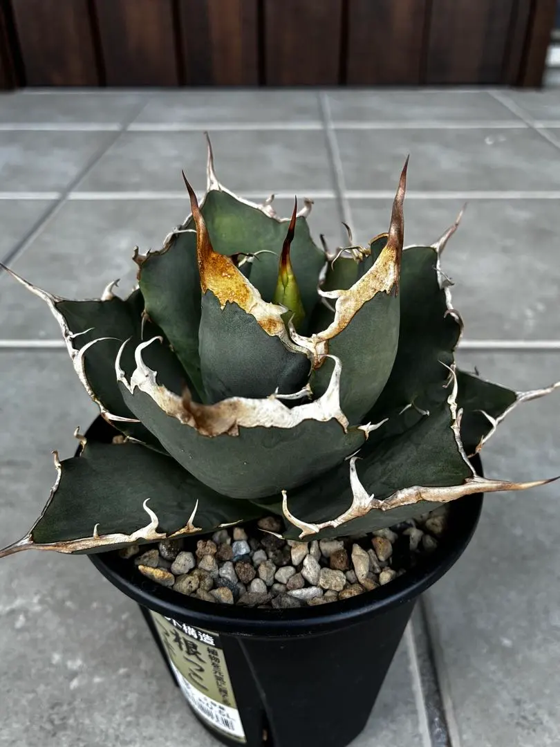 2026年最新】龍球会 アガベの人気アイテム - メルカリ