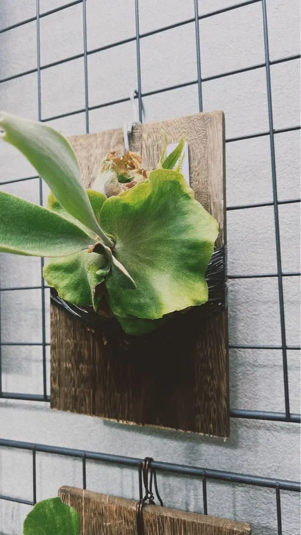 2026年最新】willinckii bacteriaの人気アイテム - メルカリ