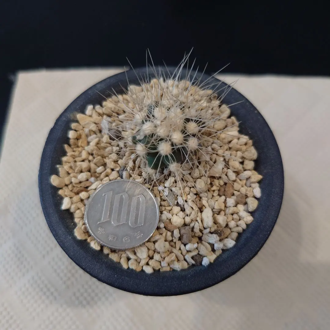 2026年最新】雷血丸の人気アイテム - メルカリ