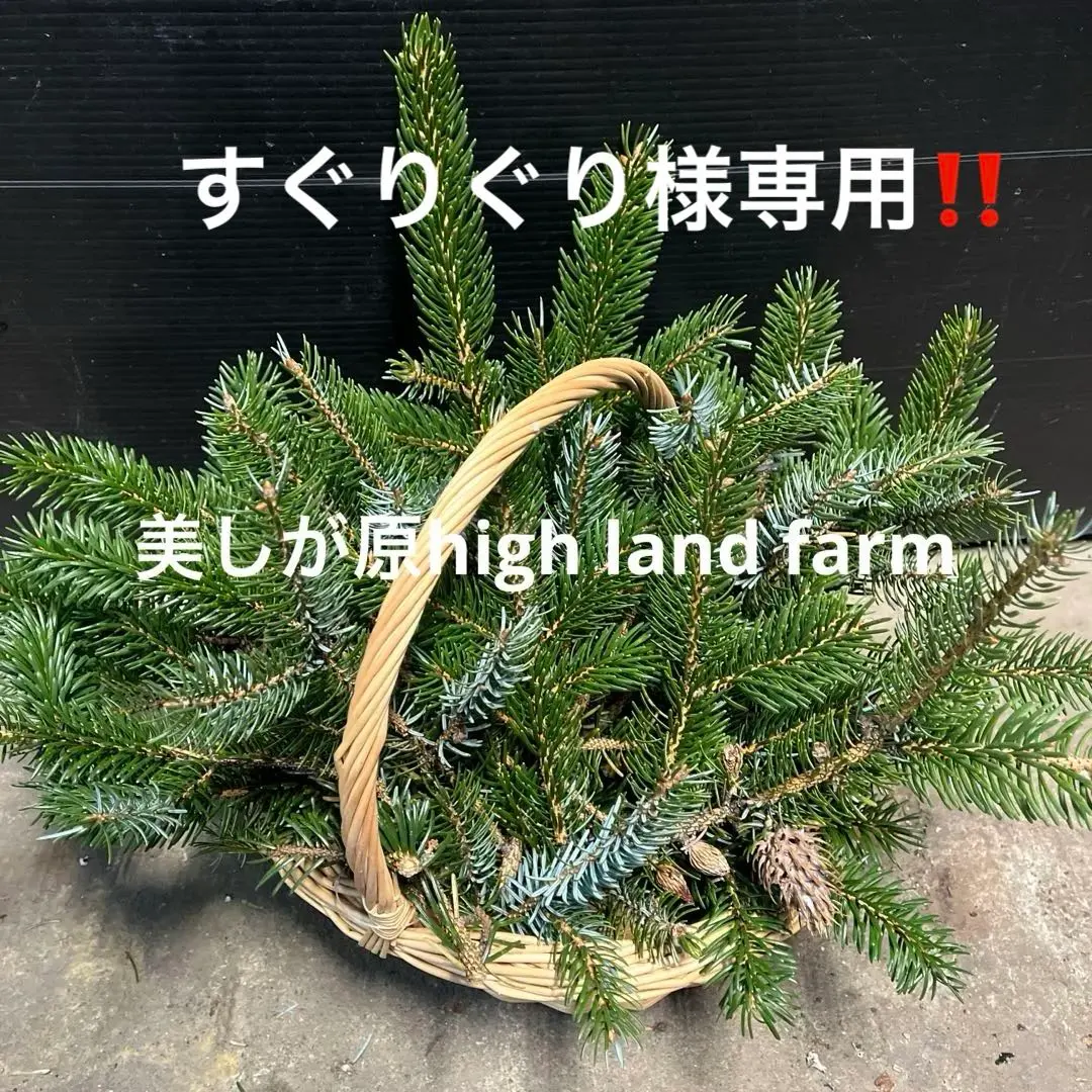 2026年最新】コロラドトウヒの人気アイテム - メルカリ