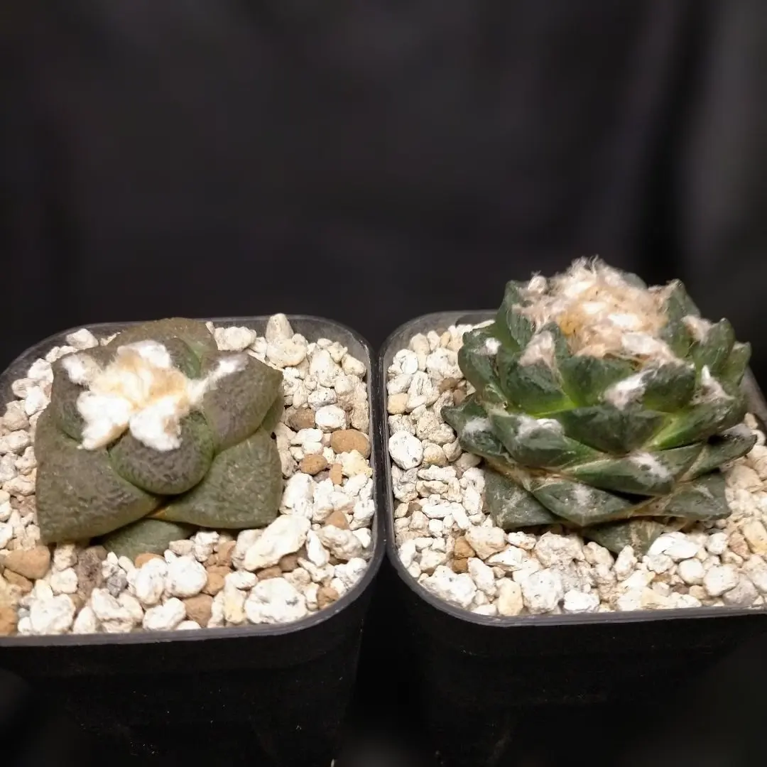 2026年最新】竜角牡丹の人気アイテム - メルカリ