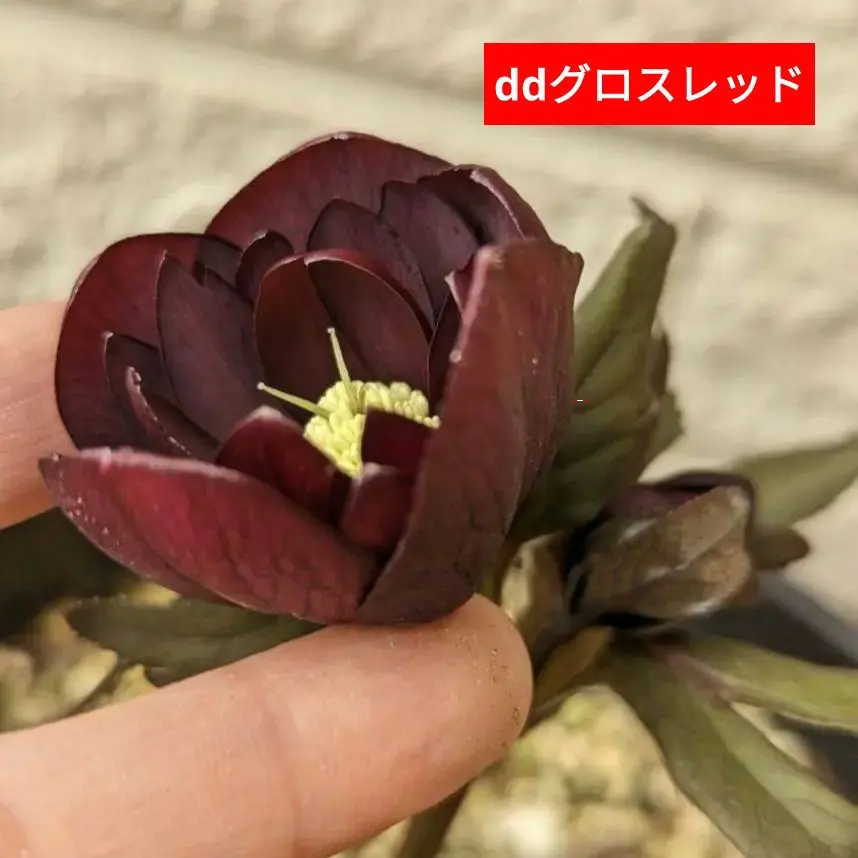 2026年最新】キラメキ クリスマスローズの人気アイテム - メルカリ