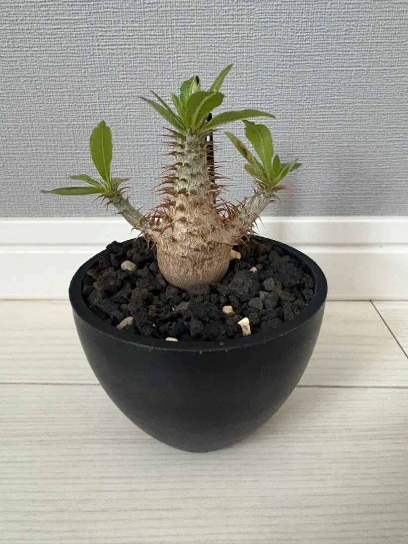 2026年最新】マカイエンセ現地球の人気アイテム - メルカリ