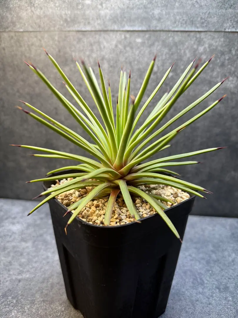 2026年最新】アガベ吹上の人気アイテム - メルカリ