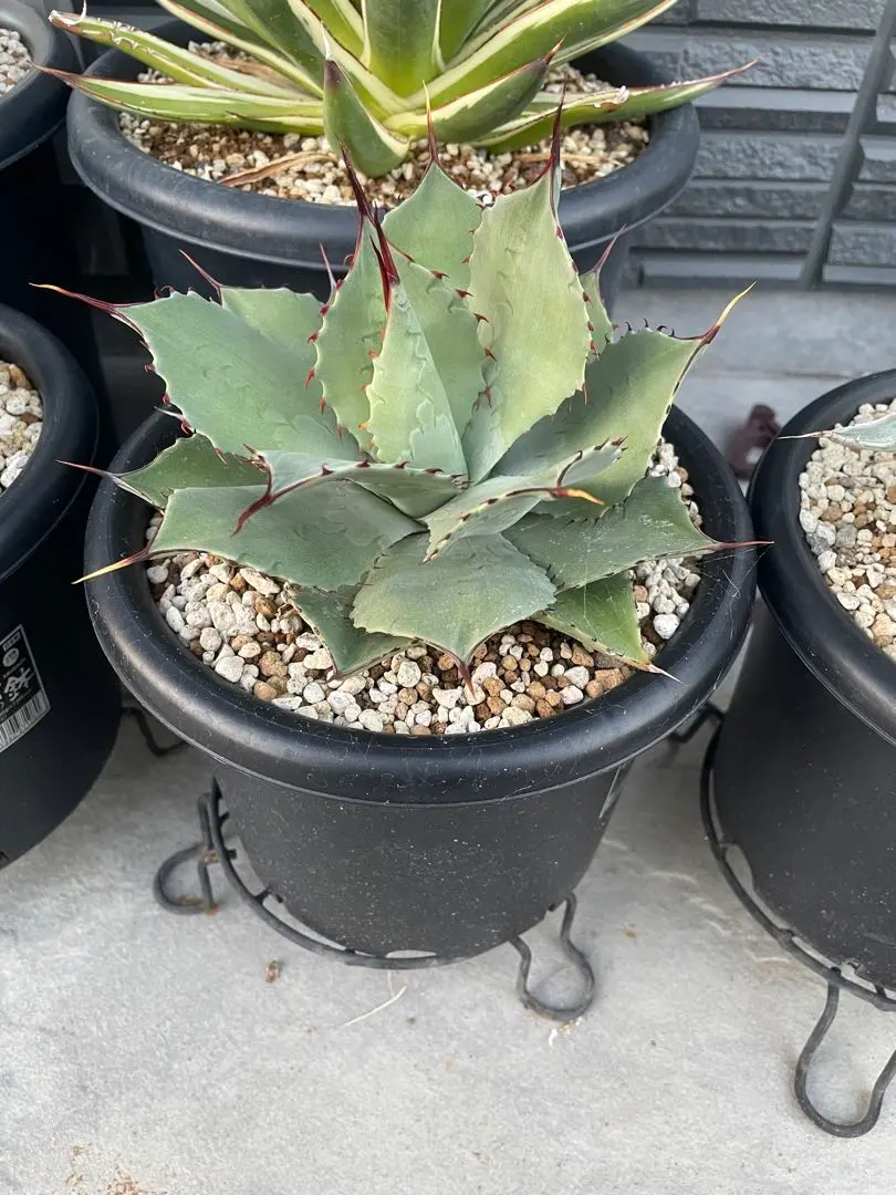 2026年最新】アガベ パリー ハイブリッドの人気アイテム - メルカリ