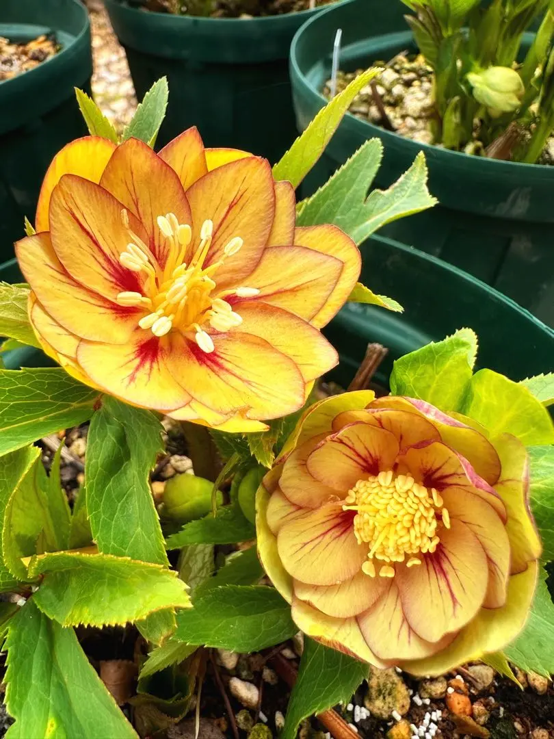 2026年最新】大木ナーサリーの人気アイテム - メルカリ