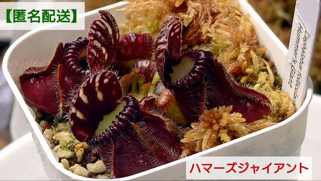 2026年最新】セファロタス giantの人気アイテム - メルカリ