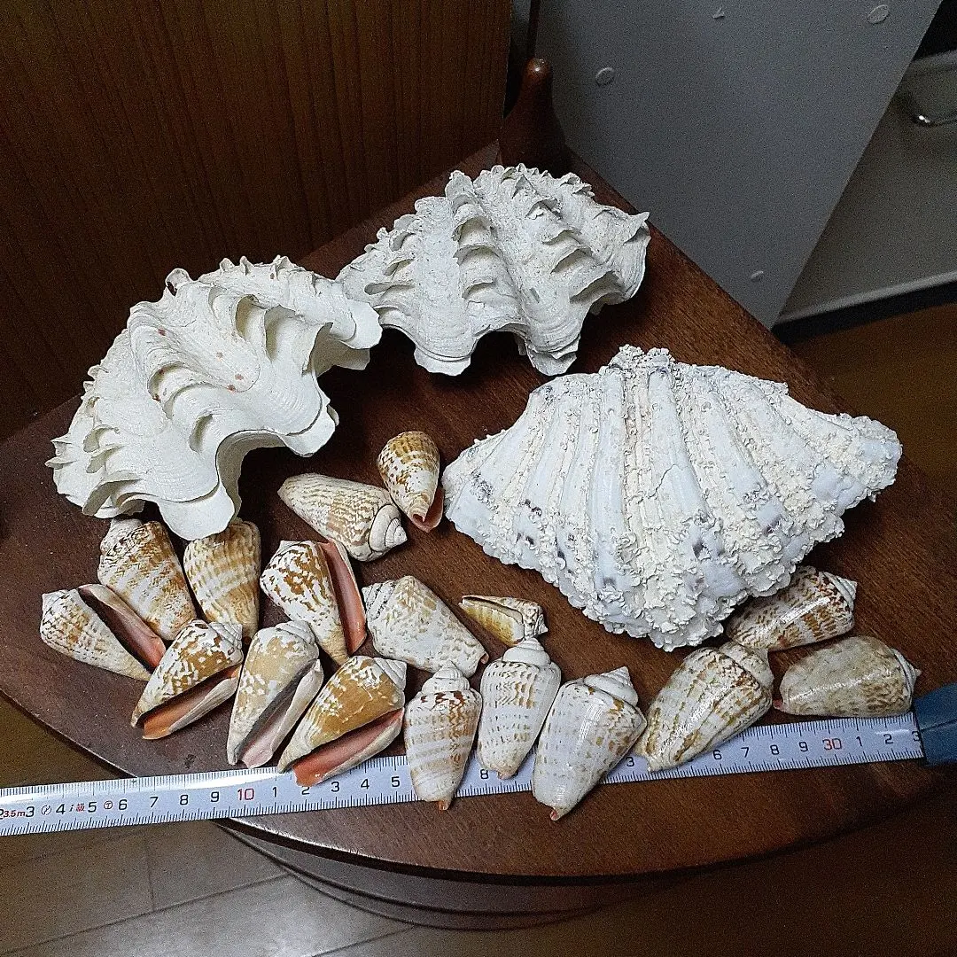 2026年最新】大シャコ貝の人気アイテム - メルカリ