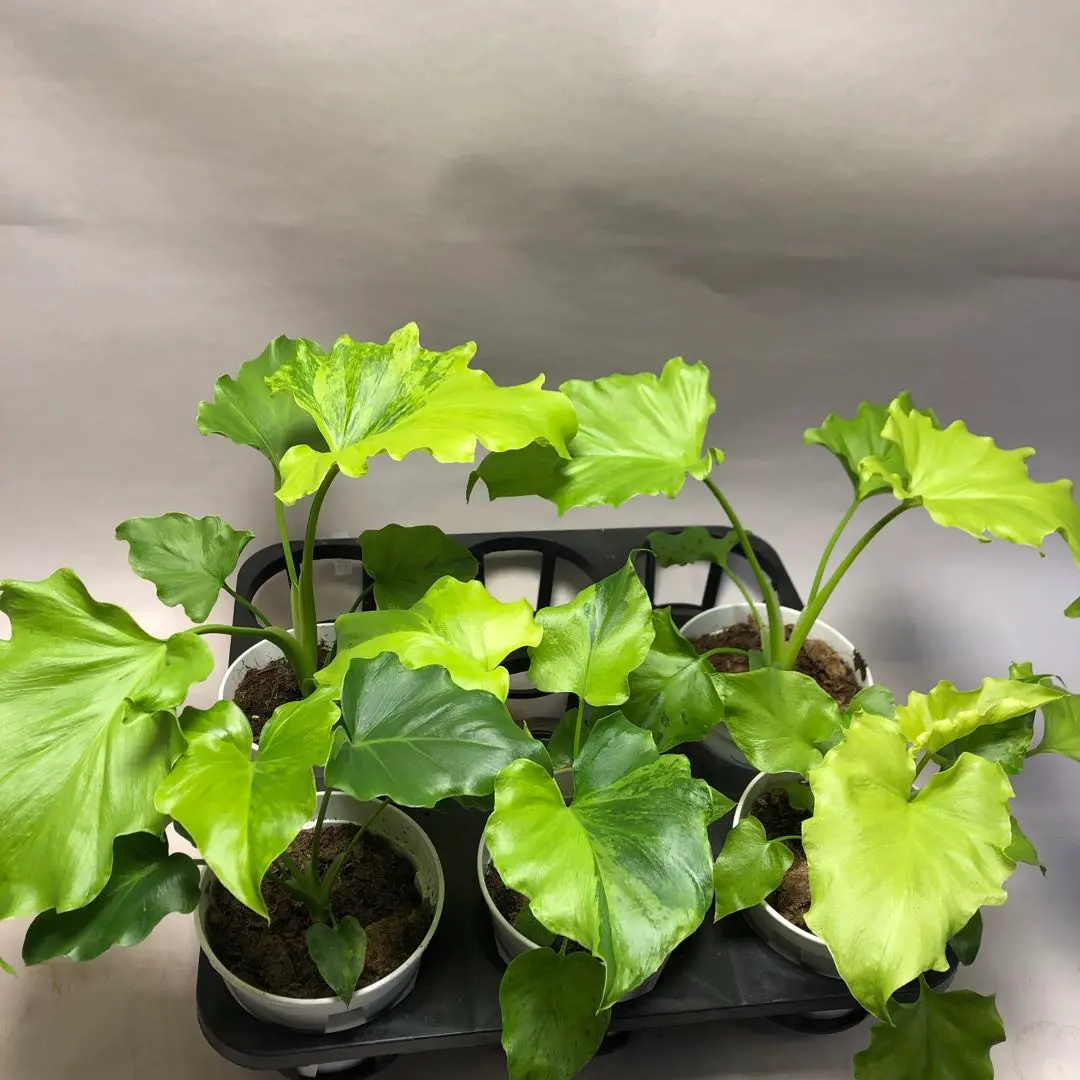 2026年最新】斑入りセロームの人気アイテム - メルカリ