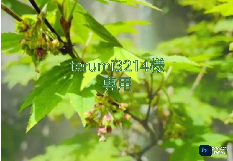 2026年最新】ハウチワカエデの人気アイテム - メルカリ