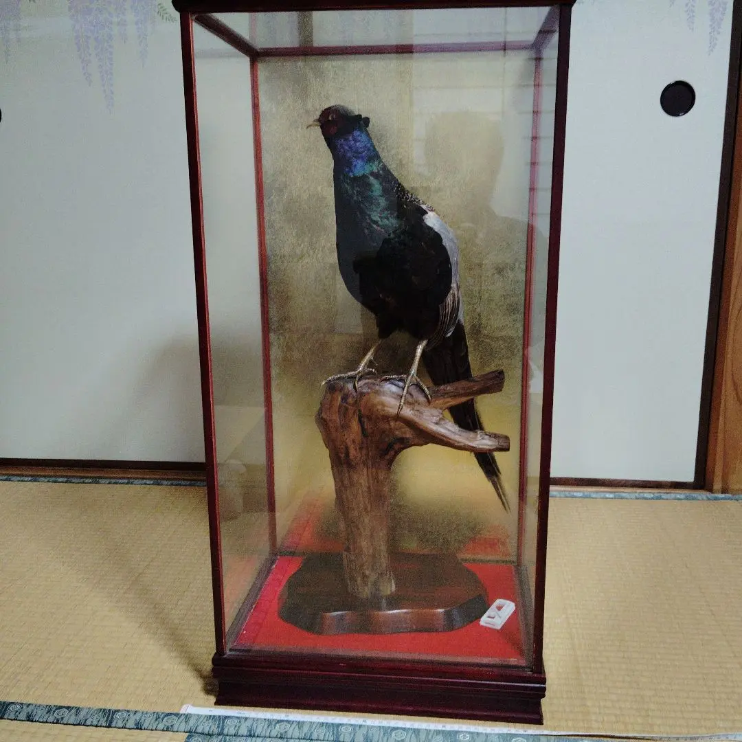 2026年最新】キジ 剥製の人気アイテム - メルカリ