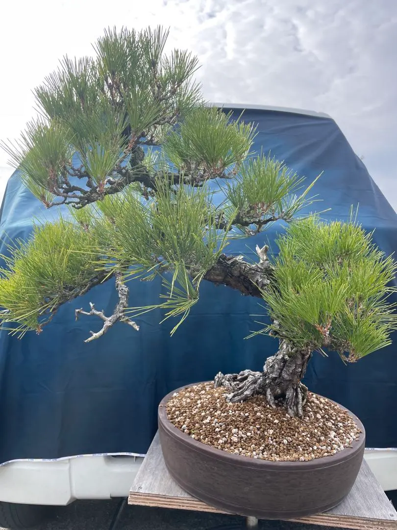 2026年最新】真柏 大品の人気アイテム - メルカリ