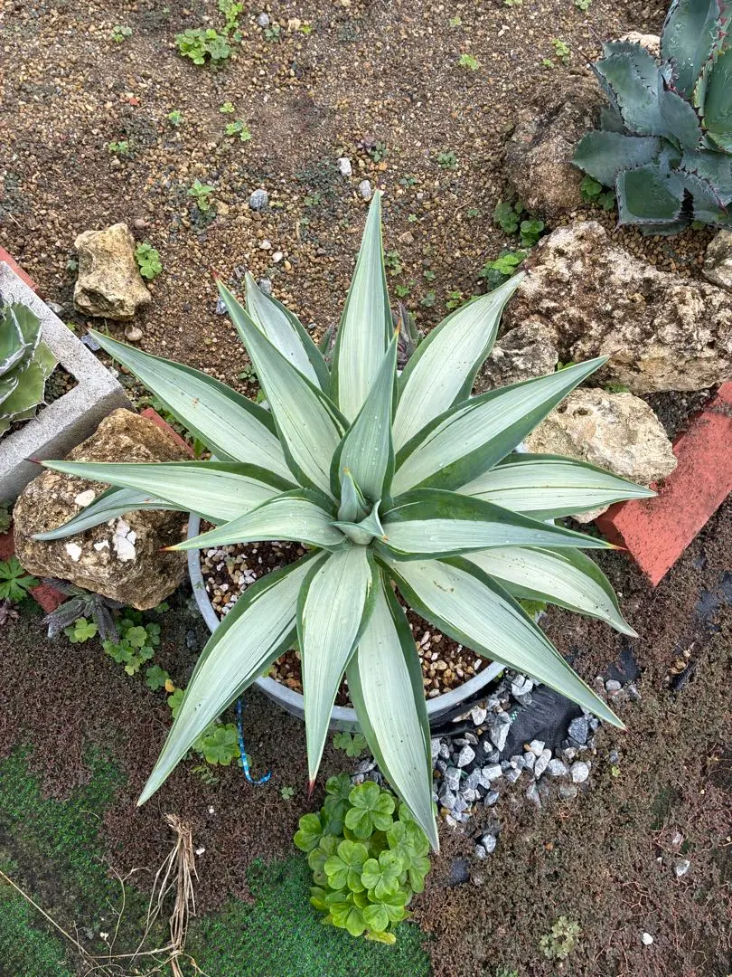 2026年最新】アガベ ブルームーンの人気アイテム - メルカリ