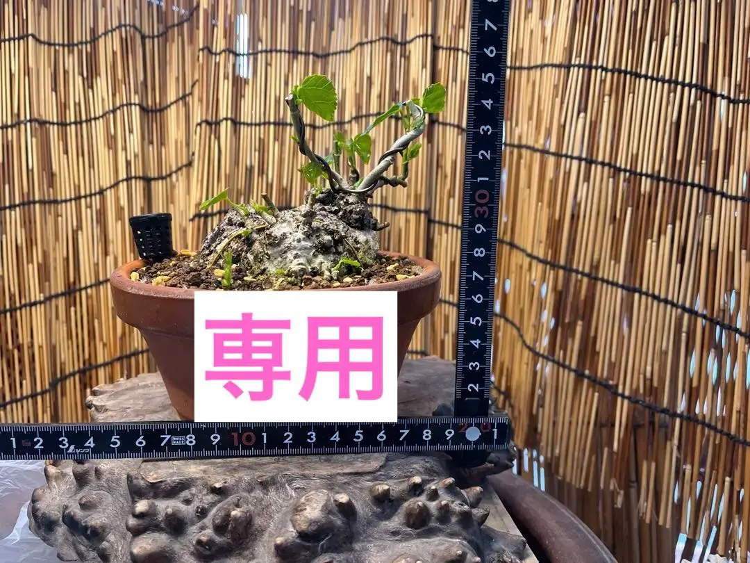 2026年最新】オオハマボウ 盆栽の人気アイテム - メルカリ