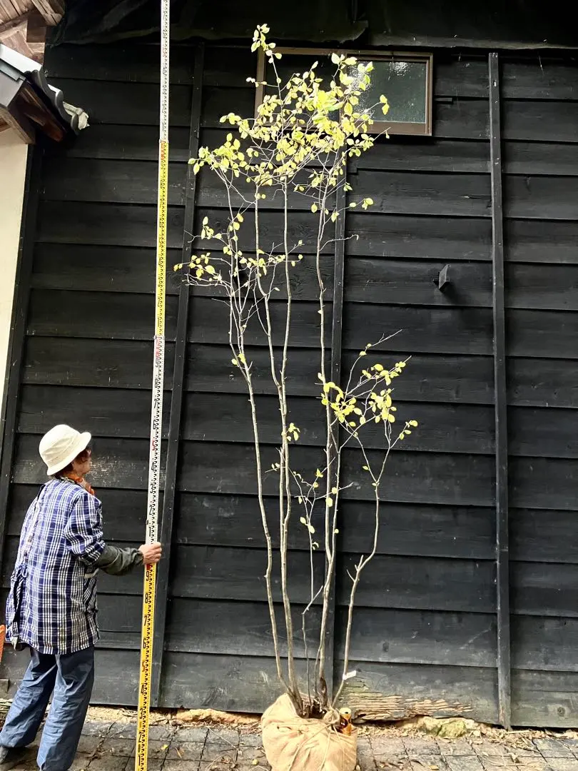 2026年最新】山採りアオハダの人気アイテム - メルカリ