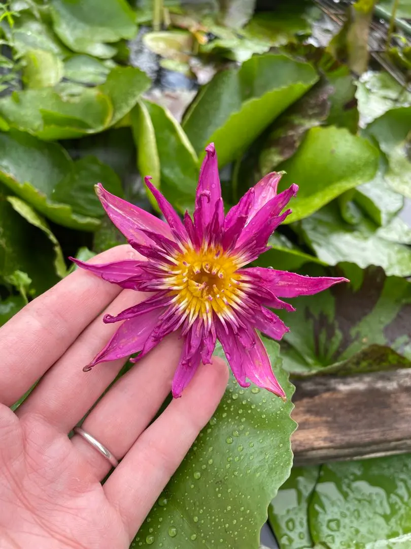 2026年最新】熱帯性睡蓮の人気アイテム - メルカリ