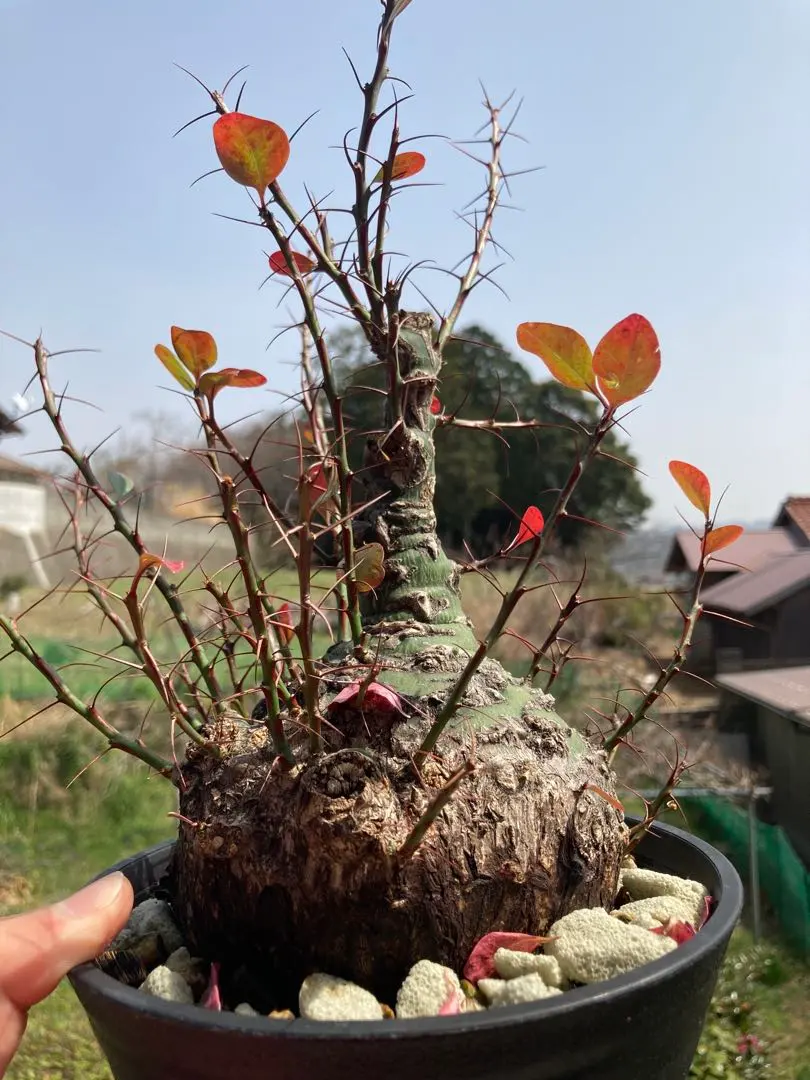 2026年最新】フォークイエリア ファシクラータ 実生の人気アイテム