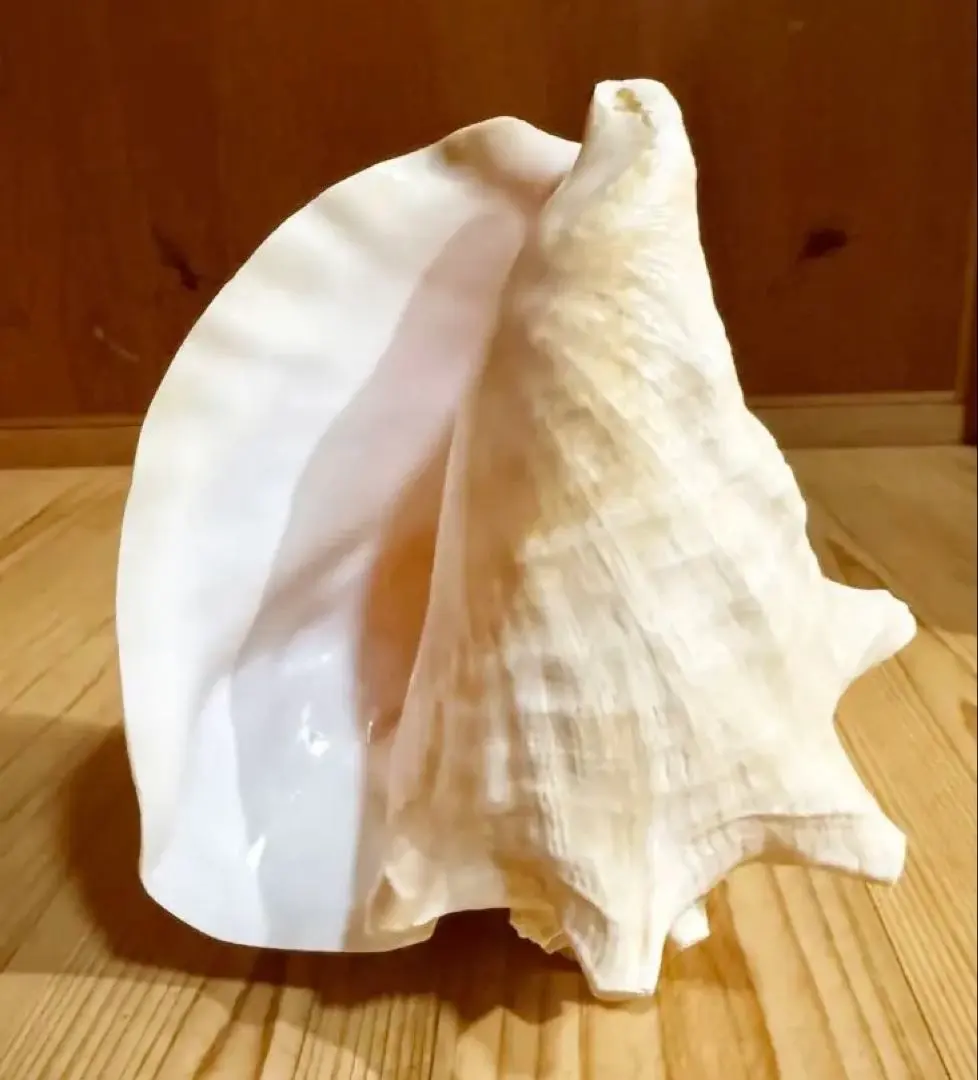 2026年最新】ピンク法螺貝の人気アイテム - メルカリ