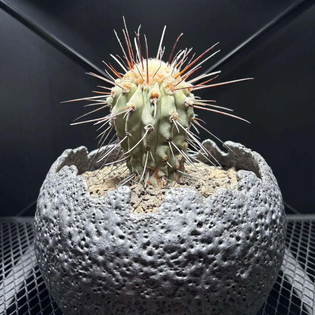 2026年最新】宮下将太 鉢の人気アイテム - メルカリ