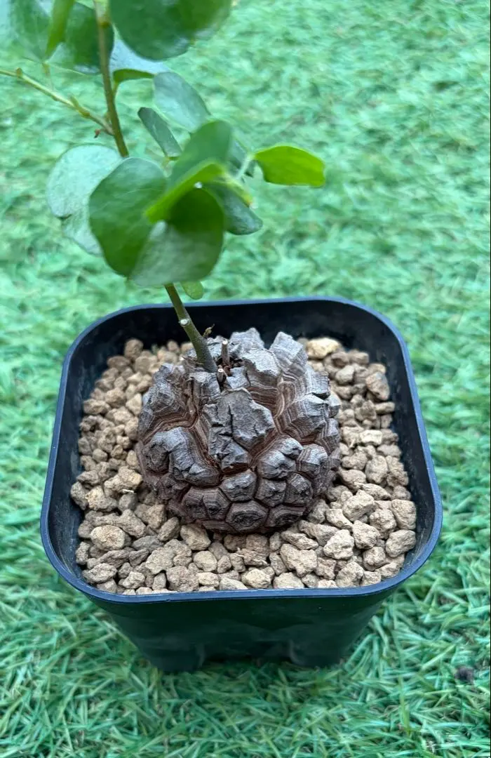 2026年最新】亀甲竜 長谷川の人気アイテム - メルカリ