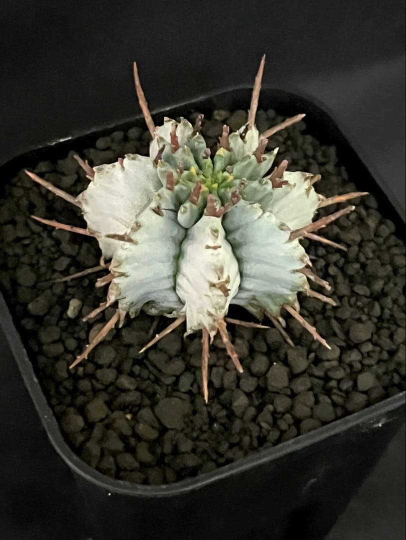 佐*太様 ユーフォルビアホリダ 勝岡アルバ 純血統 極上 雌株 カキ子SSS