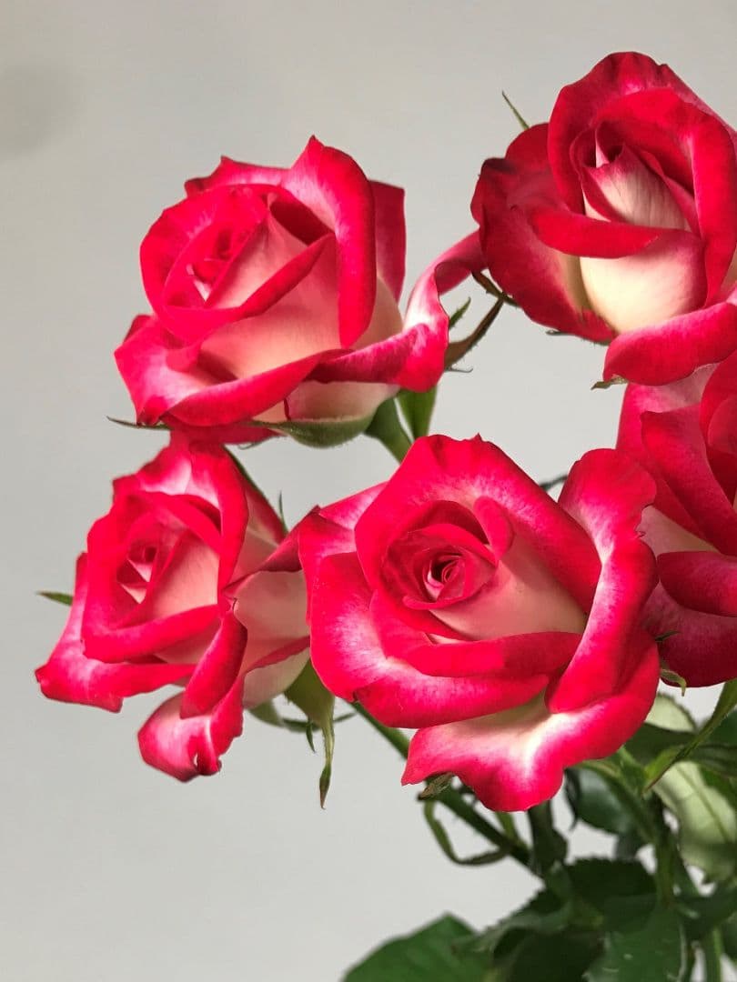 バラ苗 即購入❌️珍しい四季咲き複色SPバラ切り花新品種セドナ根付き