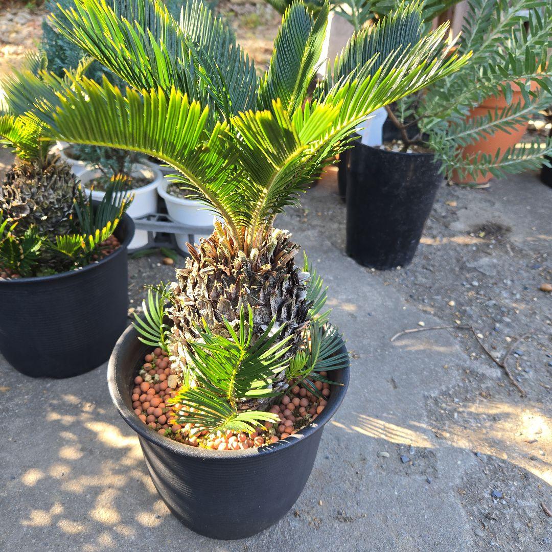 ⑰　金環ソテツ　７号　最高等級極上品‼️不定芽沢山　期間限定セール‼️