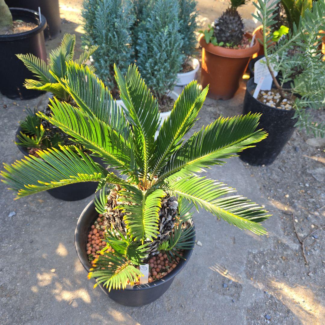 ⑰　金環ソテツ　７号　最高等級極上品‼️不定芽沢山　期間限定セール‼️