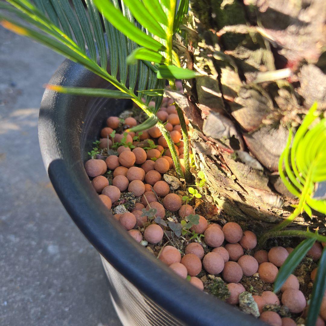 ⑰　金環ソテツ　７号　最高等級極上品‼️不定芽沢山　期間限定セール‼️