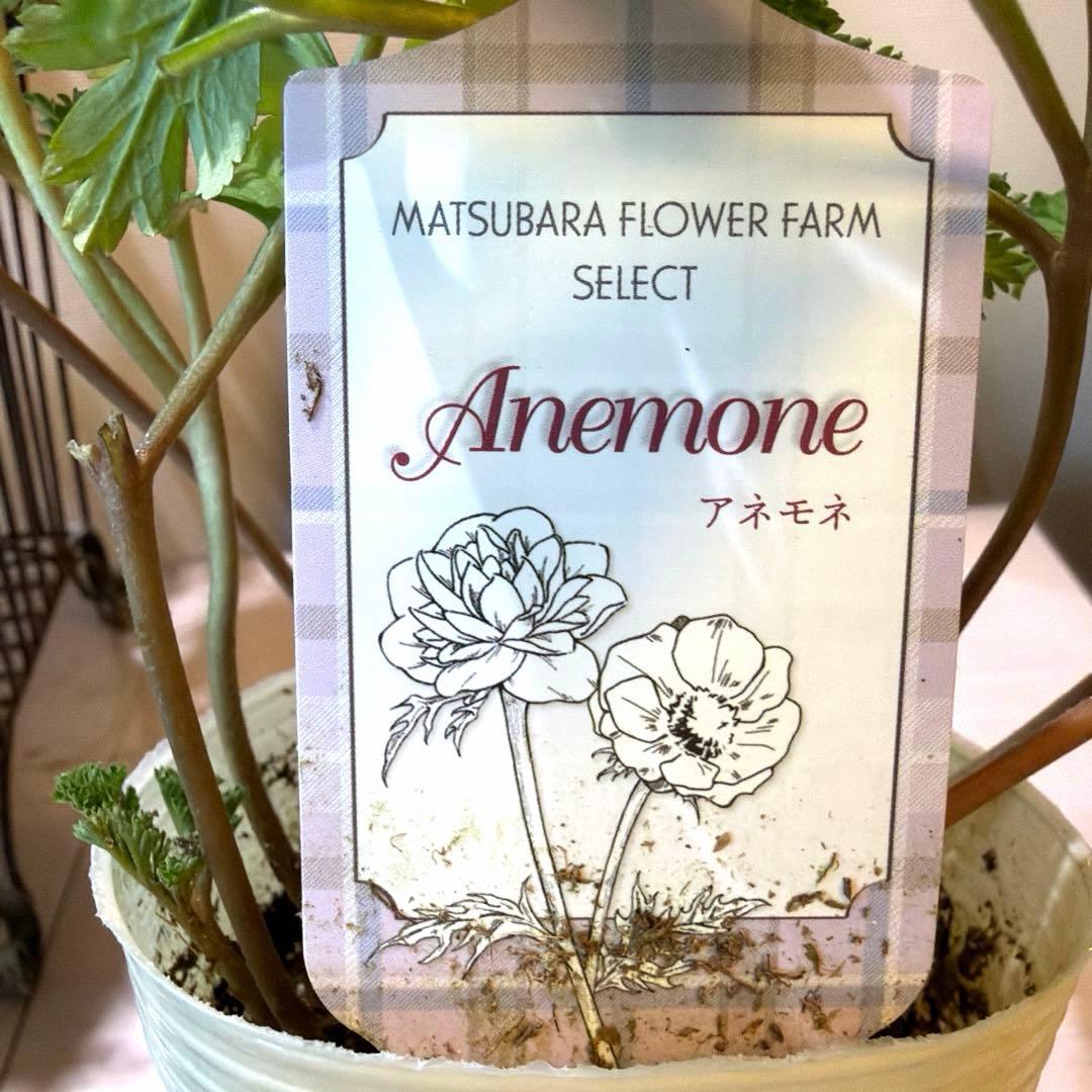 【レア】【一重咲き】アネモネ　ミストラル　ティグレワイン　ポット苗《2/11》❷