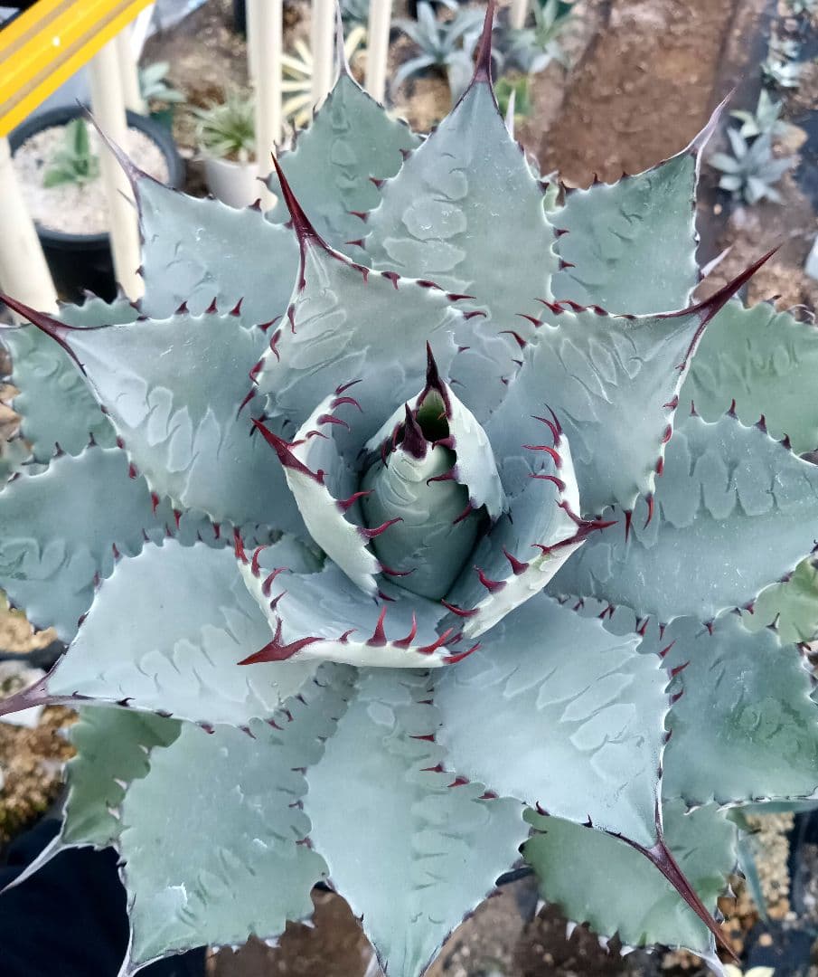 アガベ ハイブリッド パルメリー 雷神 チタノタ パリー オリザバ