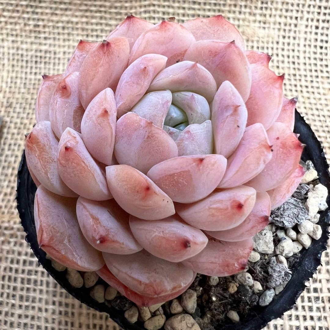 アメイジンググレイス 多肉植物 抜き苗 韓国苗 - メルカリ