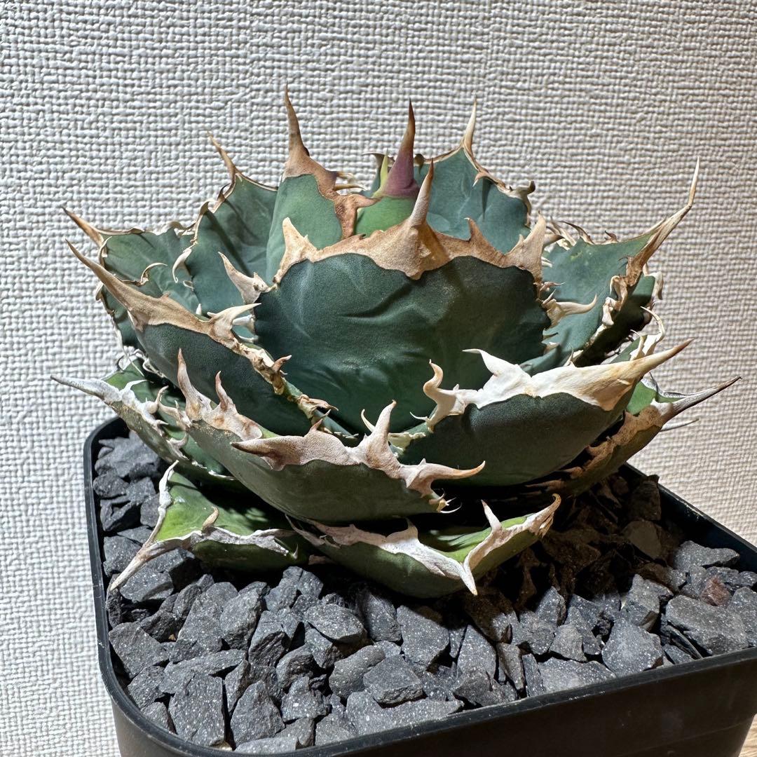 アガベ 白鷹 ホワイトホーク - メルカリ