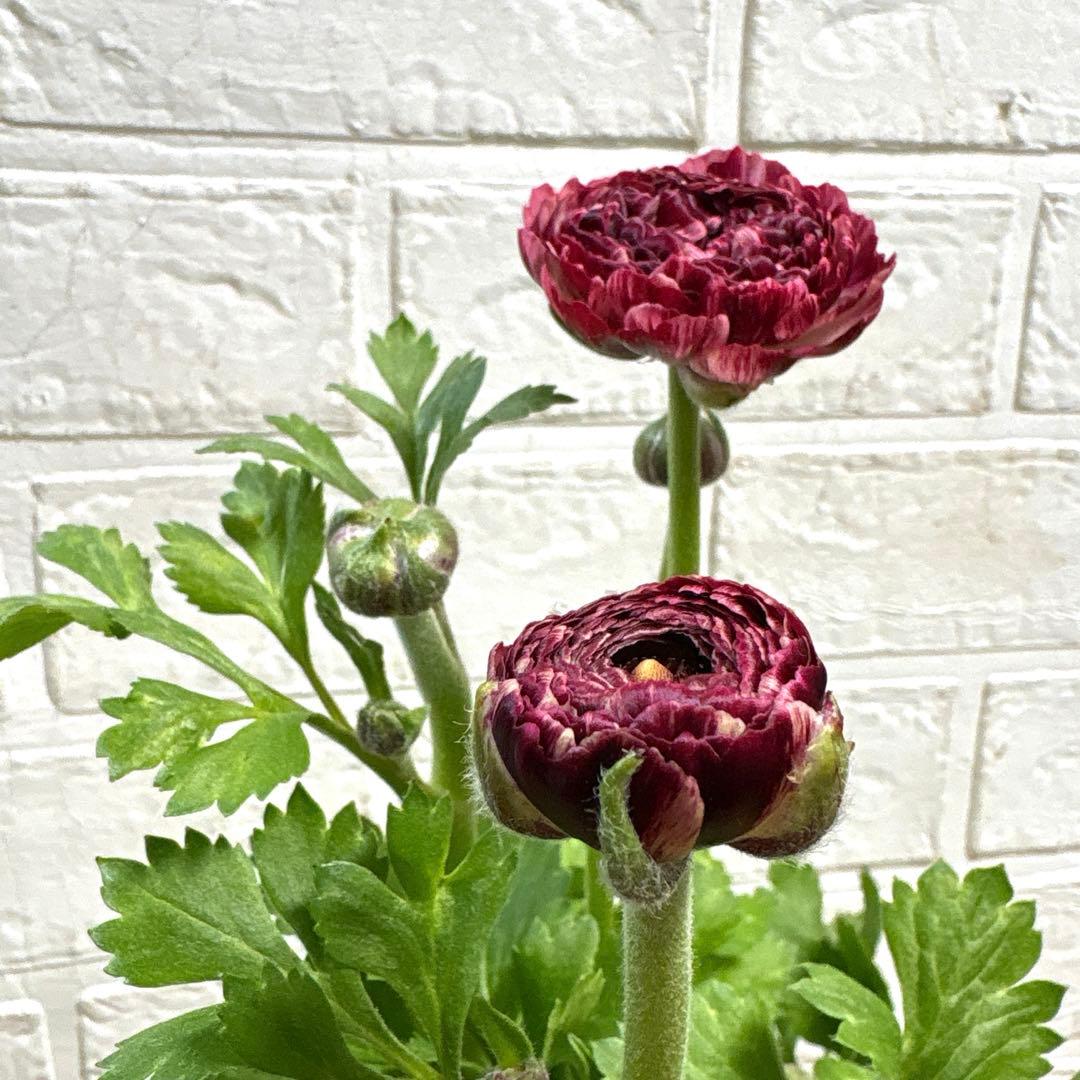 現品】ラナンキュラスラックス♡イカロス♡3.5号ロング♡ポットごと